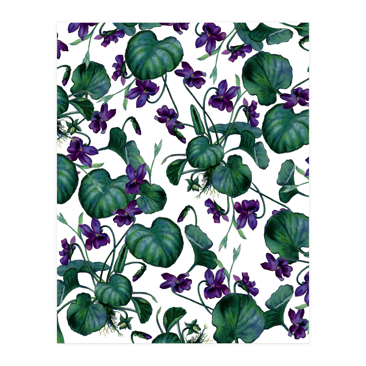 Violets (Print Only)