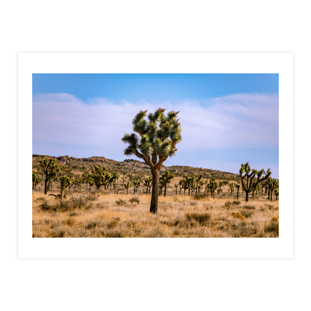 Joshua Tree (Print Only)