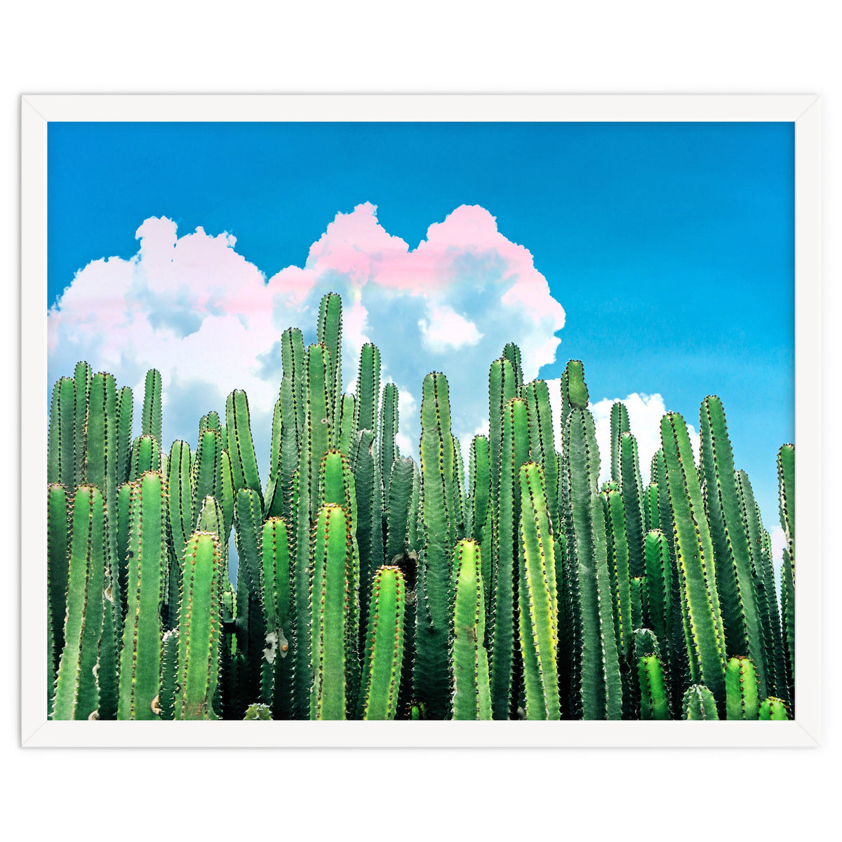 Cactus Summer