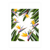 Bird Of Paradise (Print Only) thumbnail