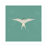 Arctic Tern (Print Only) thumbnail