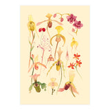 Orchids #3 (Print Only) thumbnail