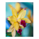 Cattleya Orchidee (Print Only) thumbnail