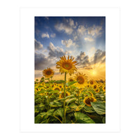 Sunset with beautiful sunflowers (Print Only)