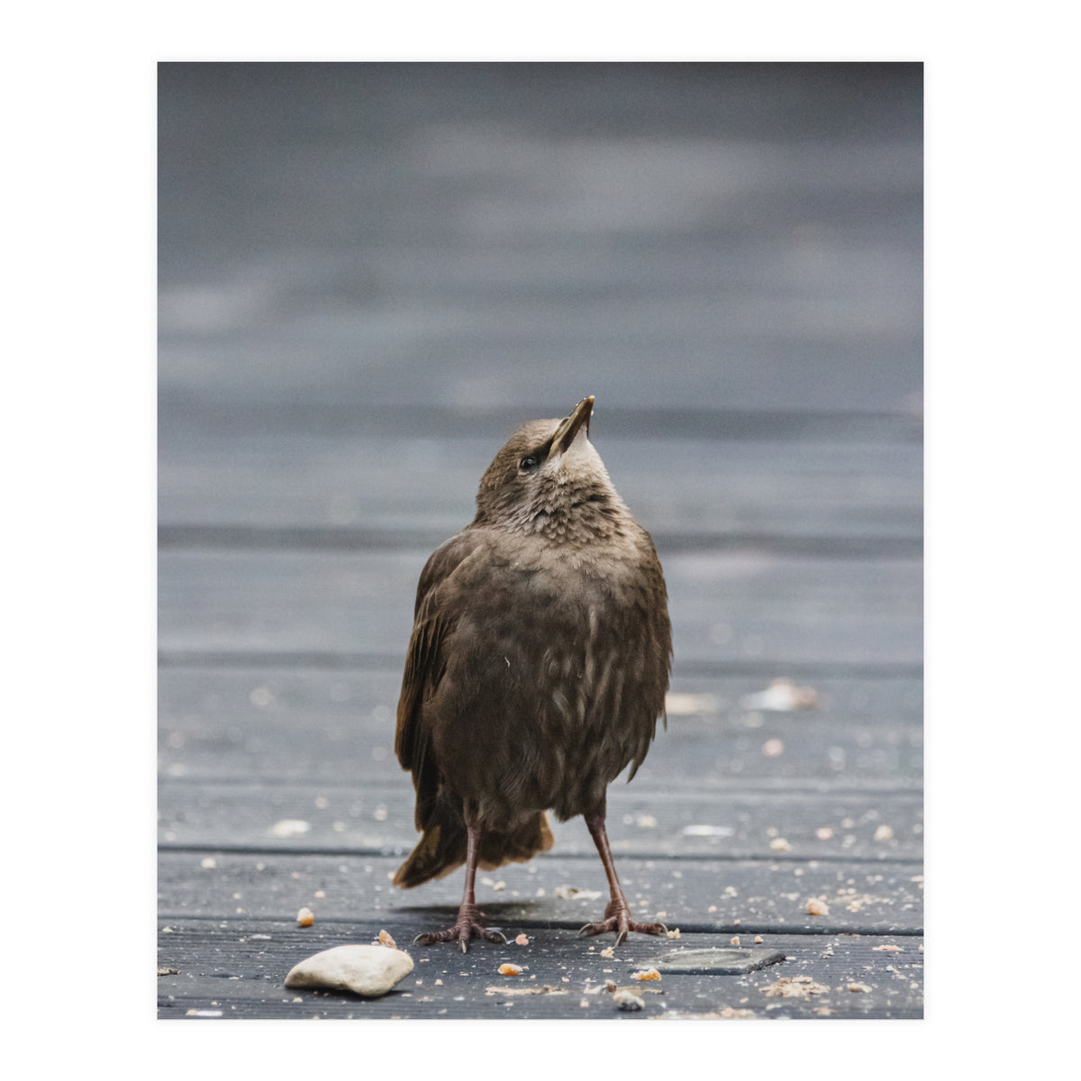 Treading the boards (Print Only)