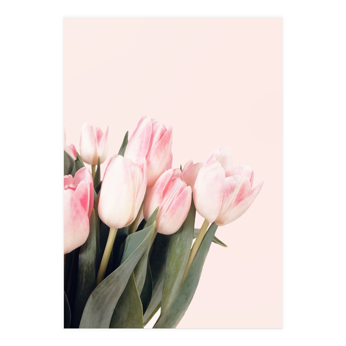 Pink Tulips (Print Only)