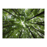 Beechwood (Print Only) thumbnail