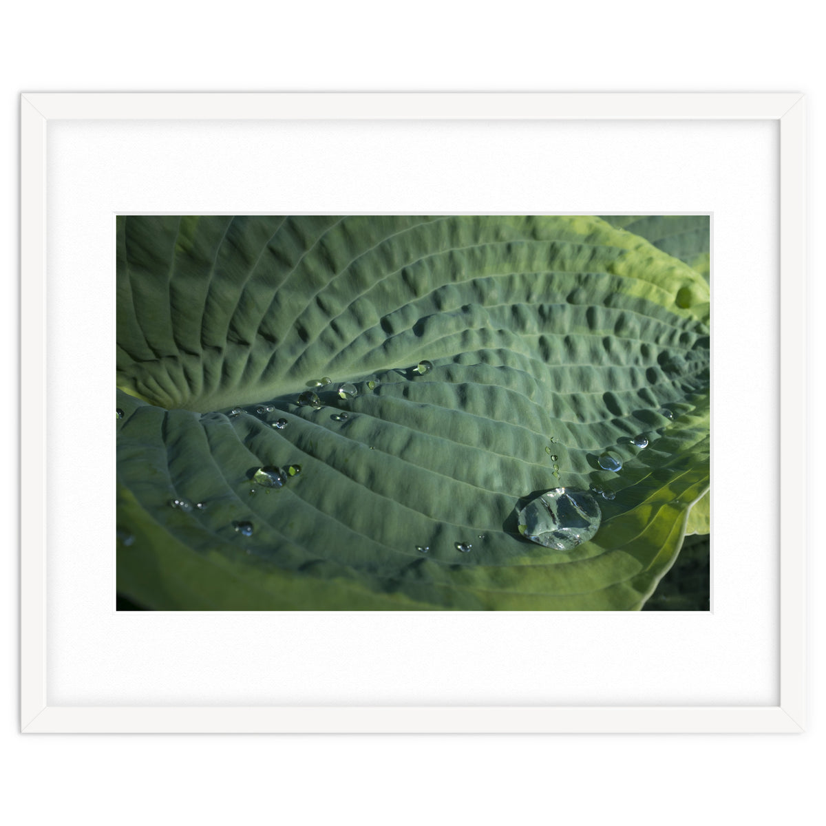 Hosta With Raindrops