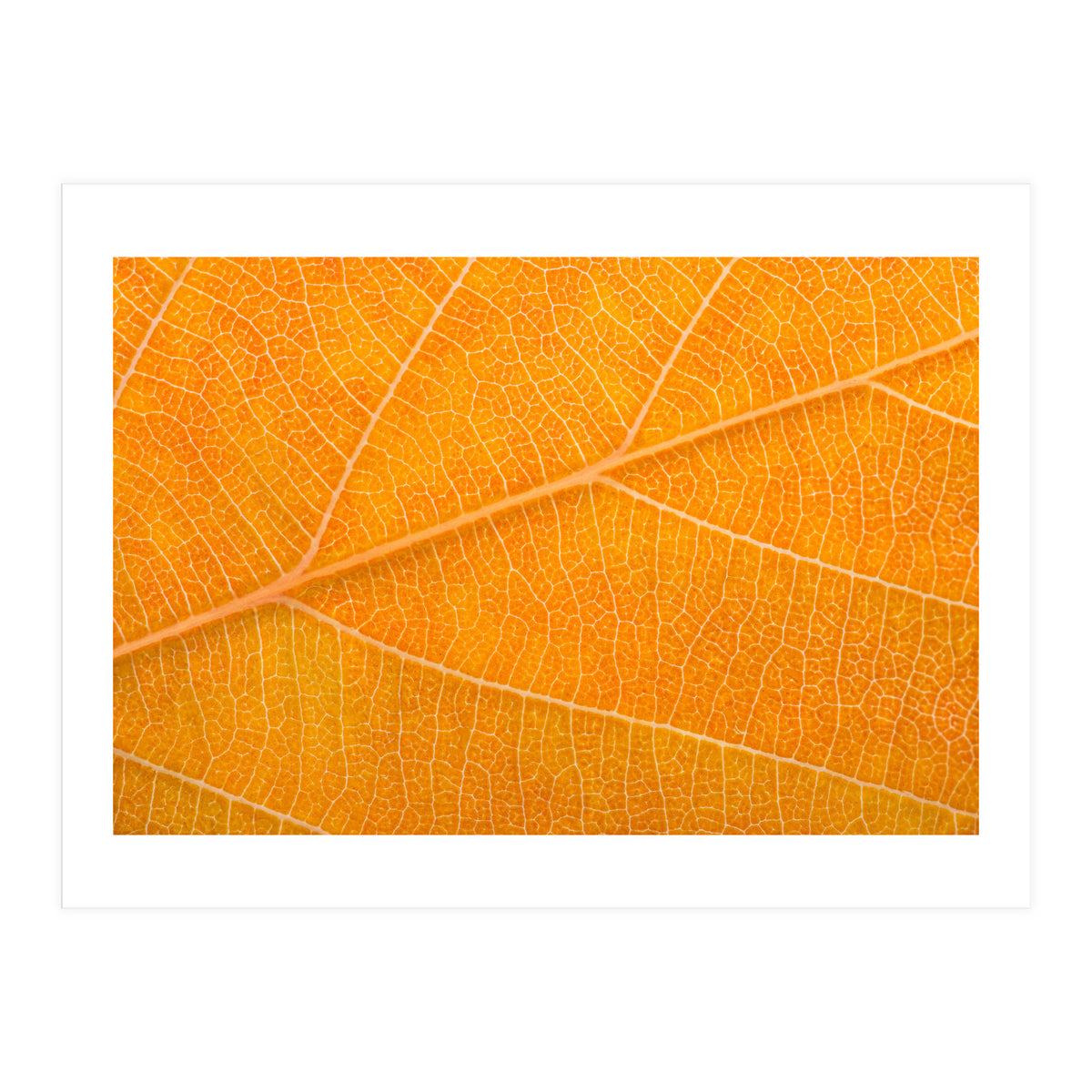 Autumn Leaf (Print Only)