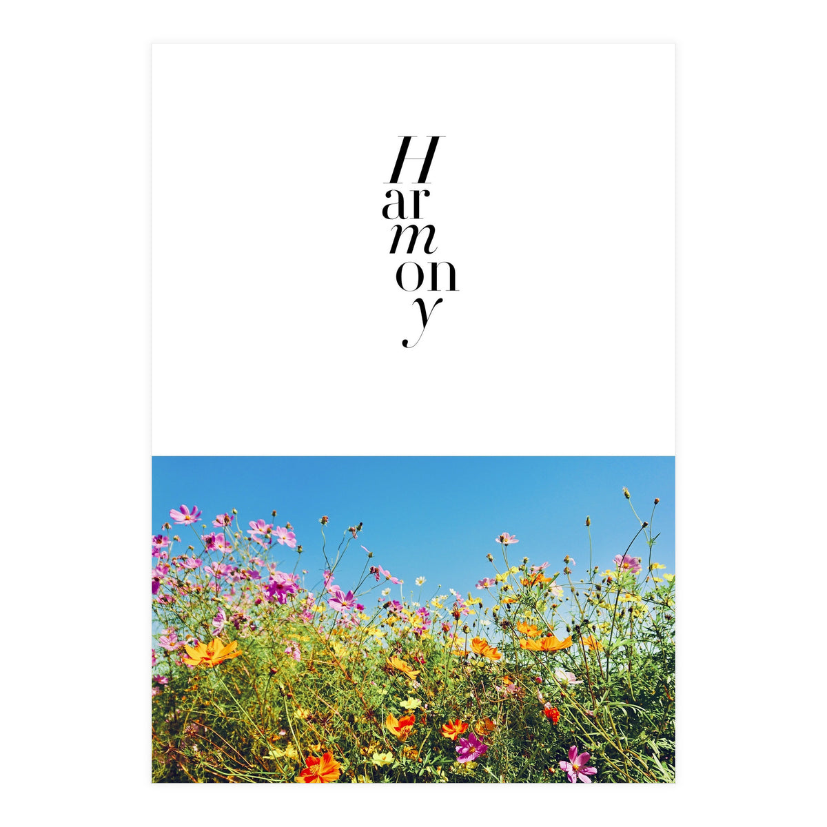 Harmony - cosmos flower - nature photography  (Print Only)