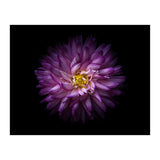 Backyard Flowers 20 Color Version (Print Only) thumbnail