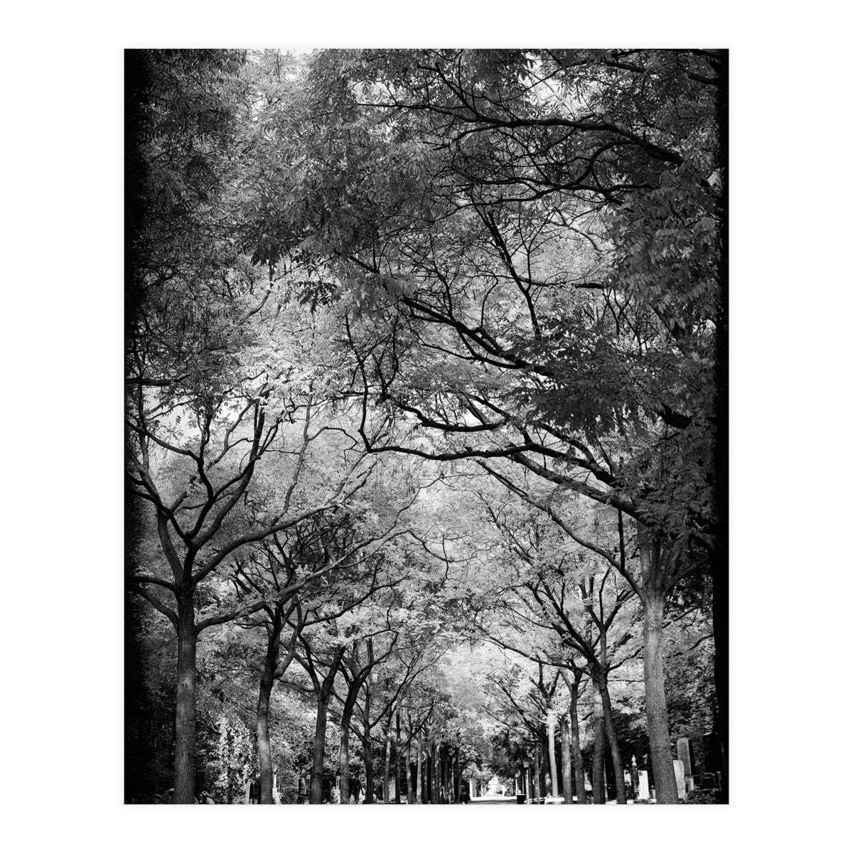 Cemetery alley (Print Only)