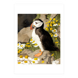 Puffin (Print Only) thumbnail