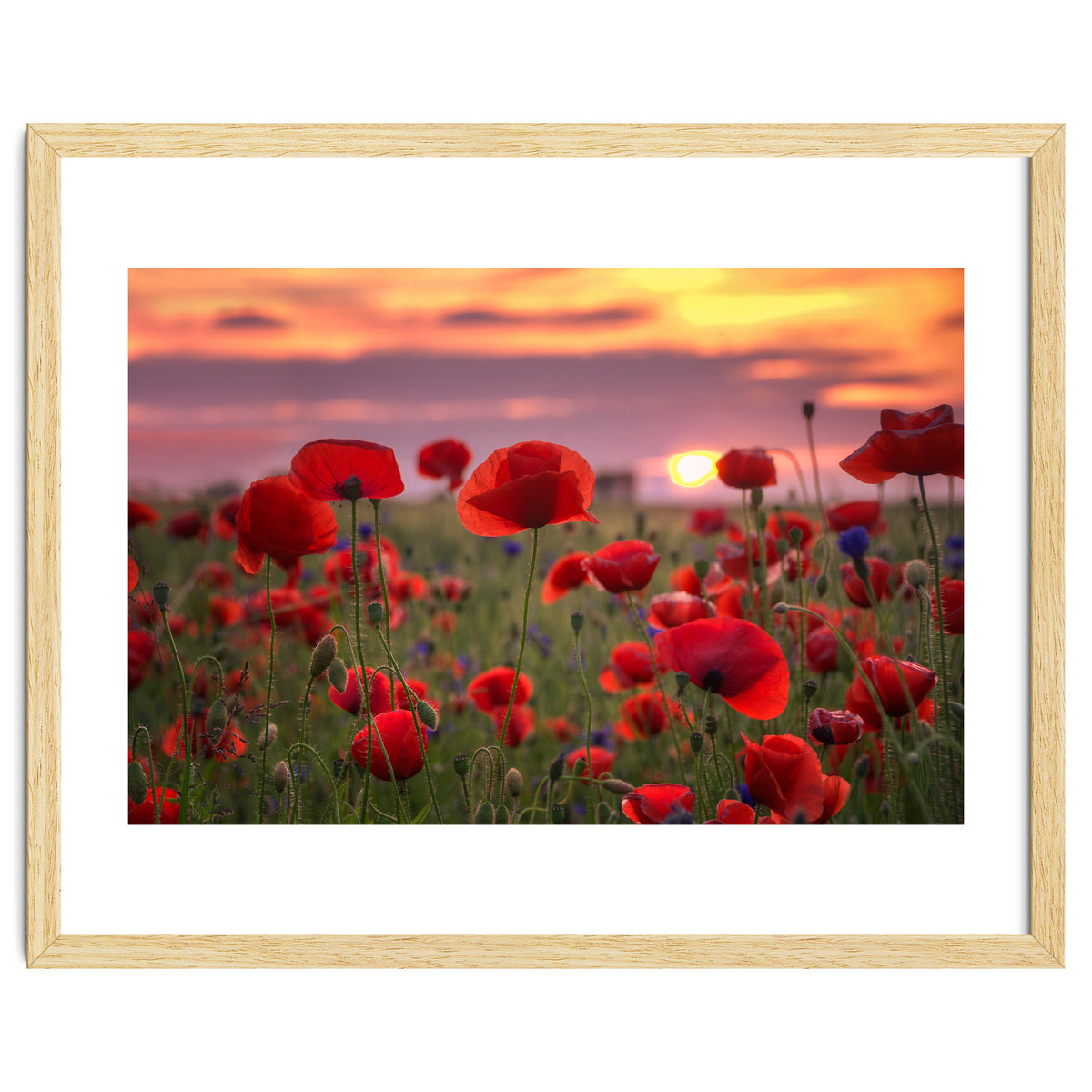 Poppies at Evening