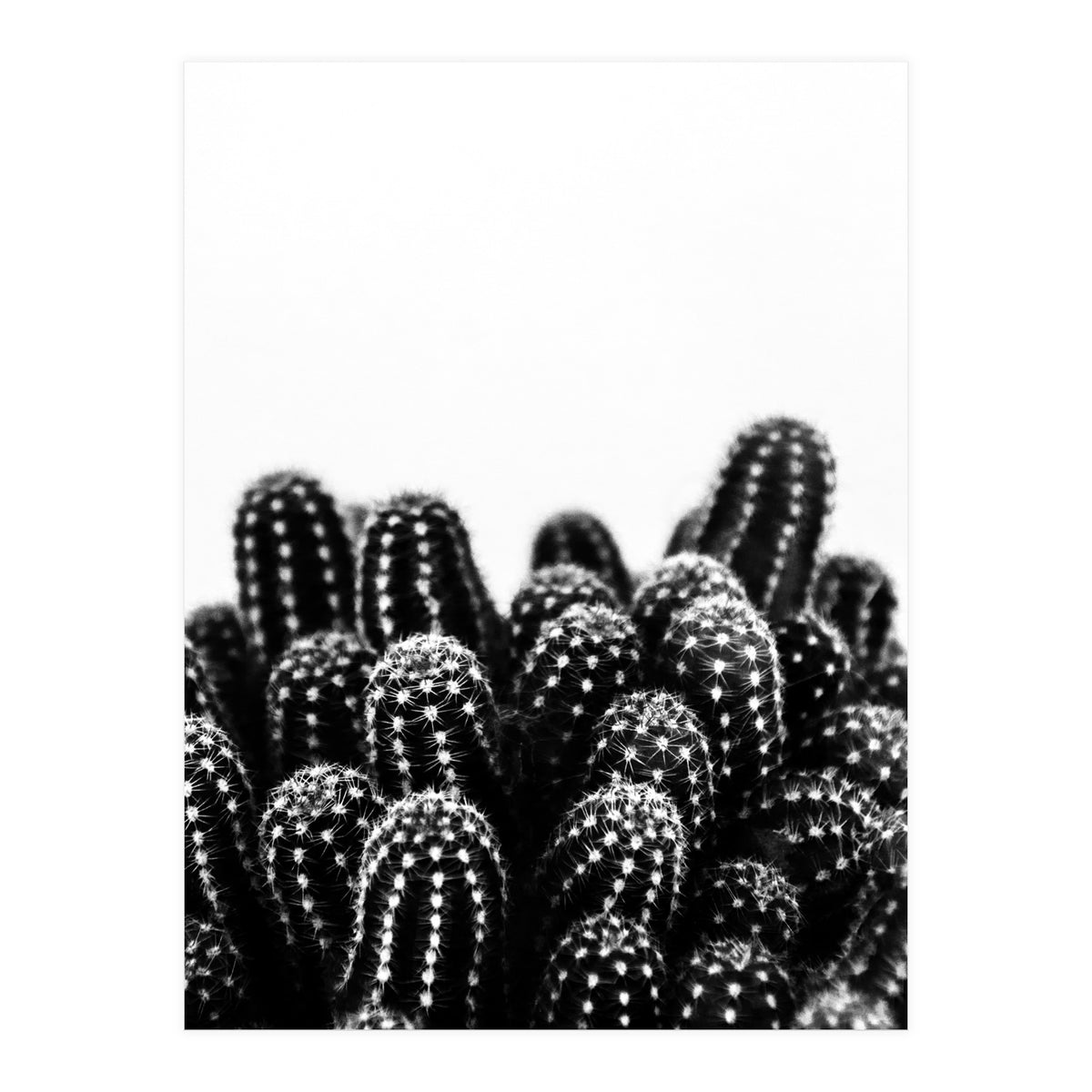 cactus nature X (Print Only)
