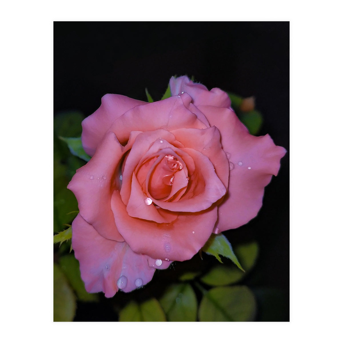 Pink Dew Rose (Print Only)