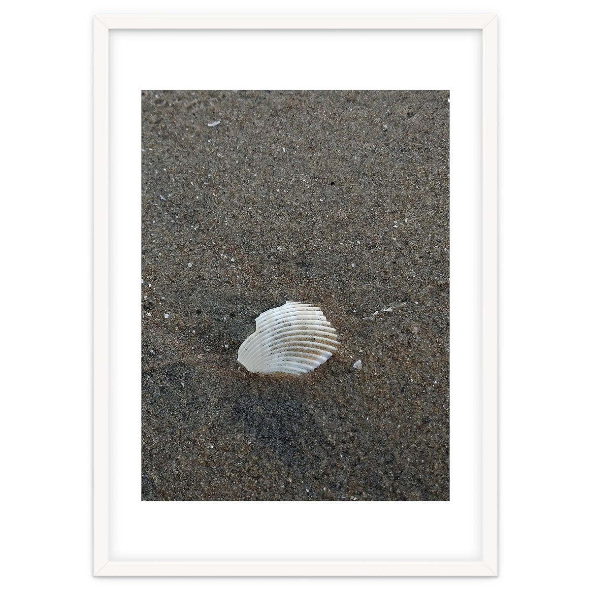 Shell in Sea Shore