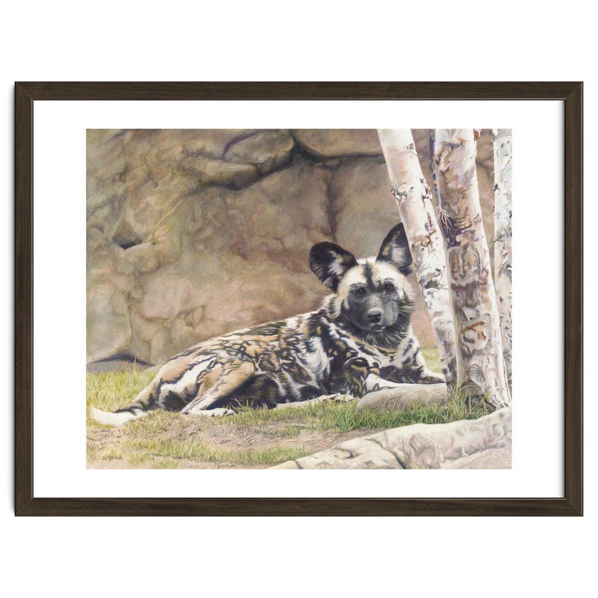Afican Painted Dog IV - Imara