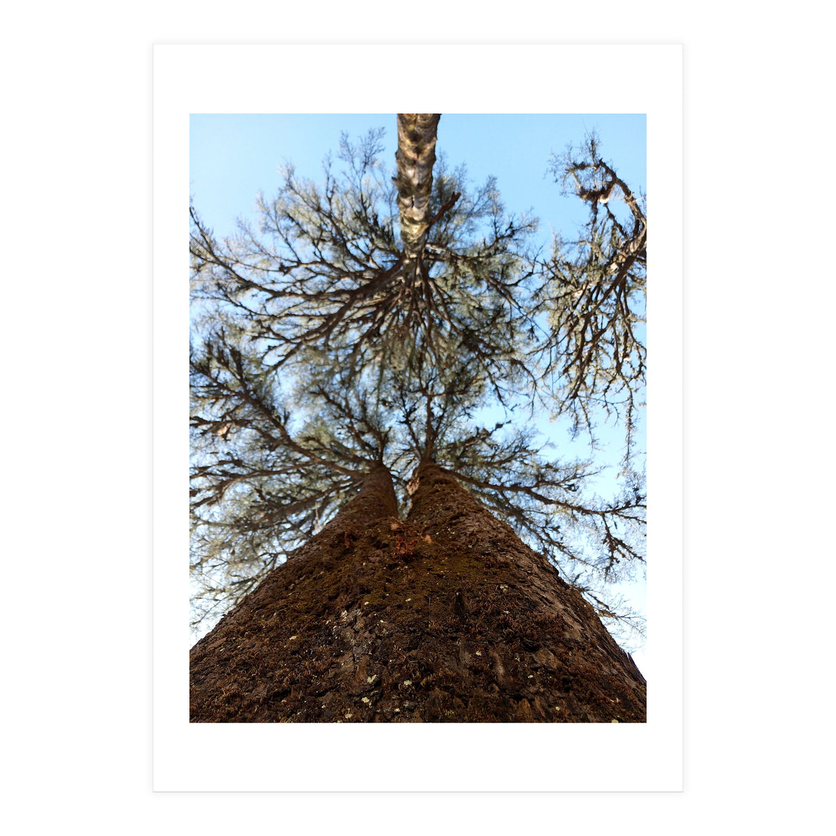 Ataraxia - Tree Series 2 (Print Only)