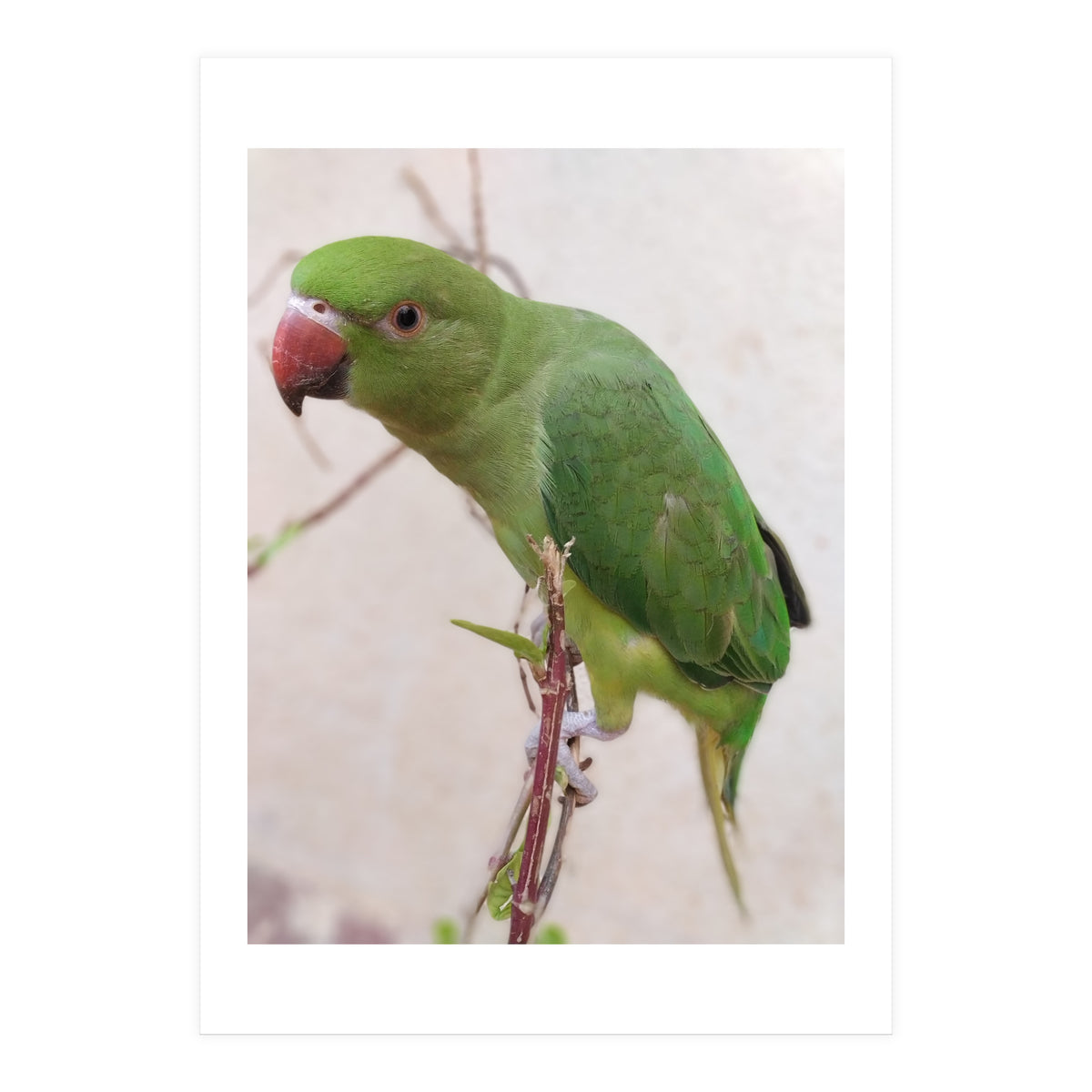 Lovely Indian Cute Parrot (Print Only)