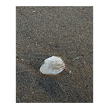 Shell in Sea Shore (Print Only) thumbnail