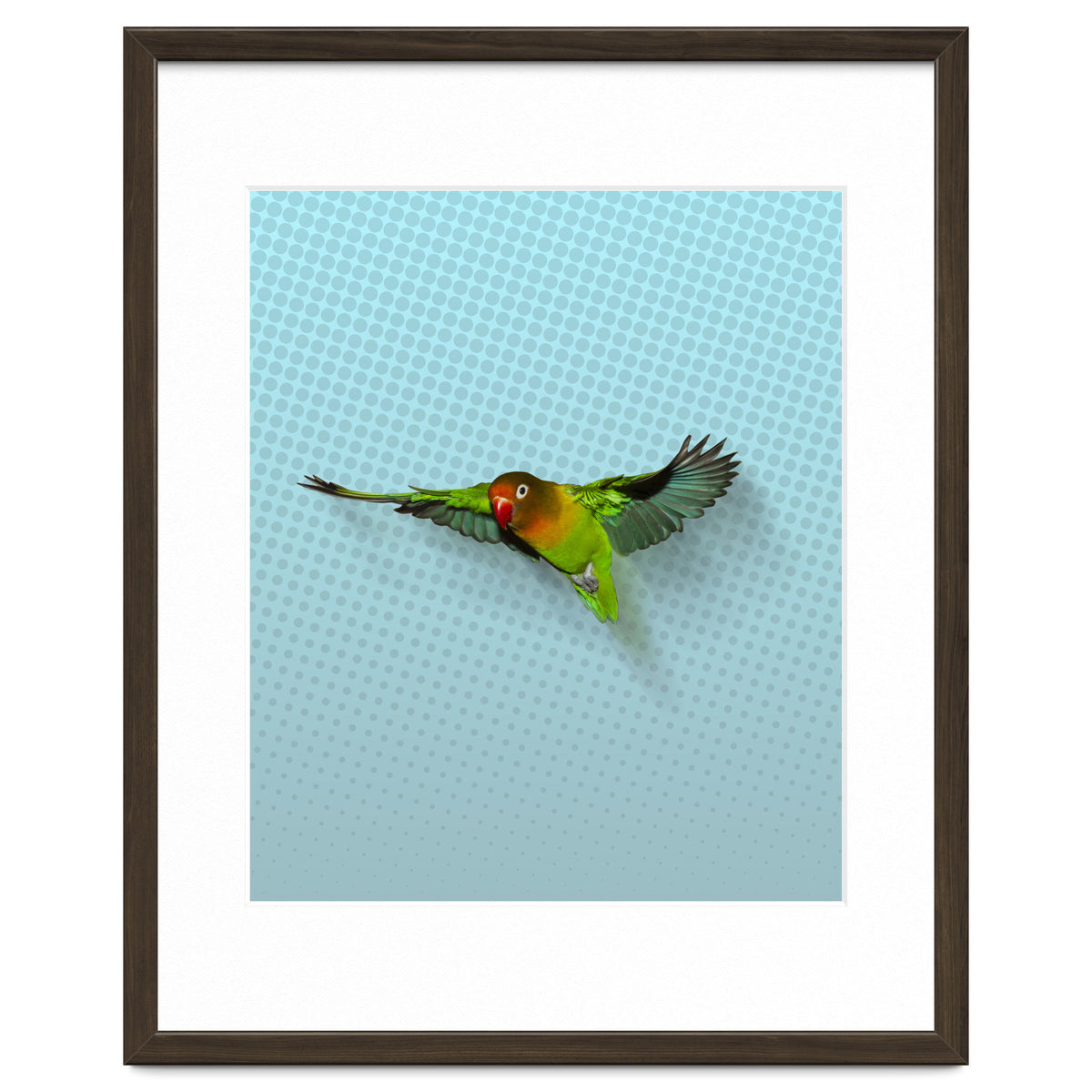 Flying lovebird