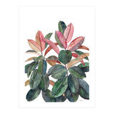 Rubber Plant (Print Only) thumbnail