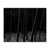 silent woods (Print Only) thumbnail