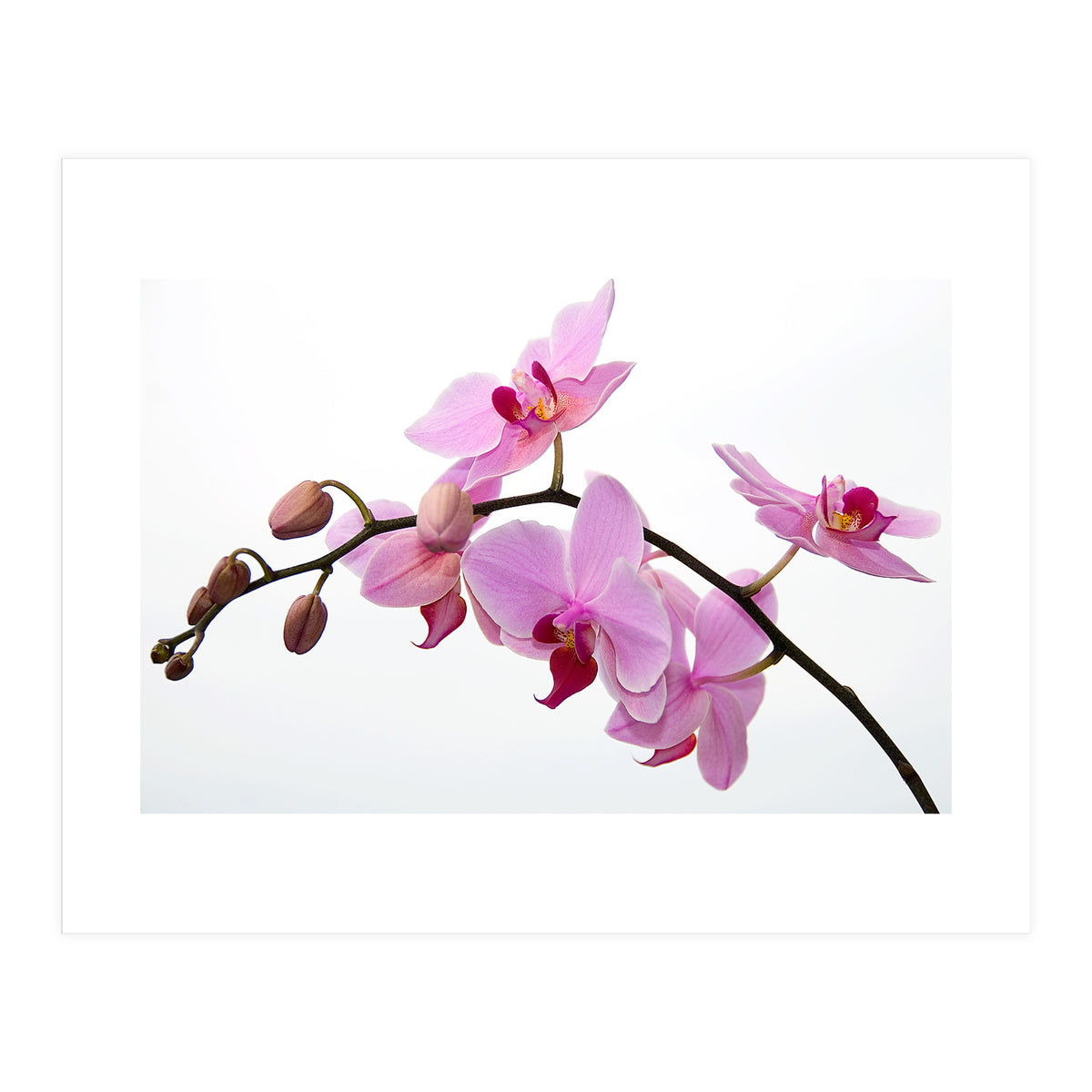 Orchidee (Print Only)