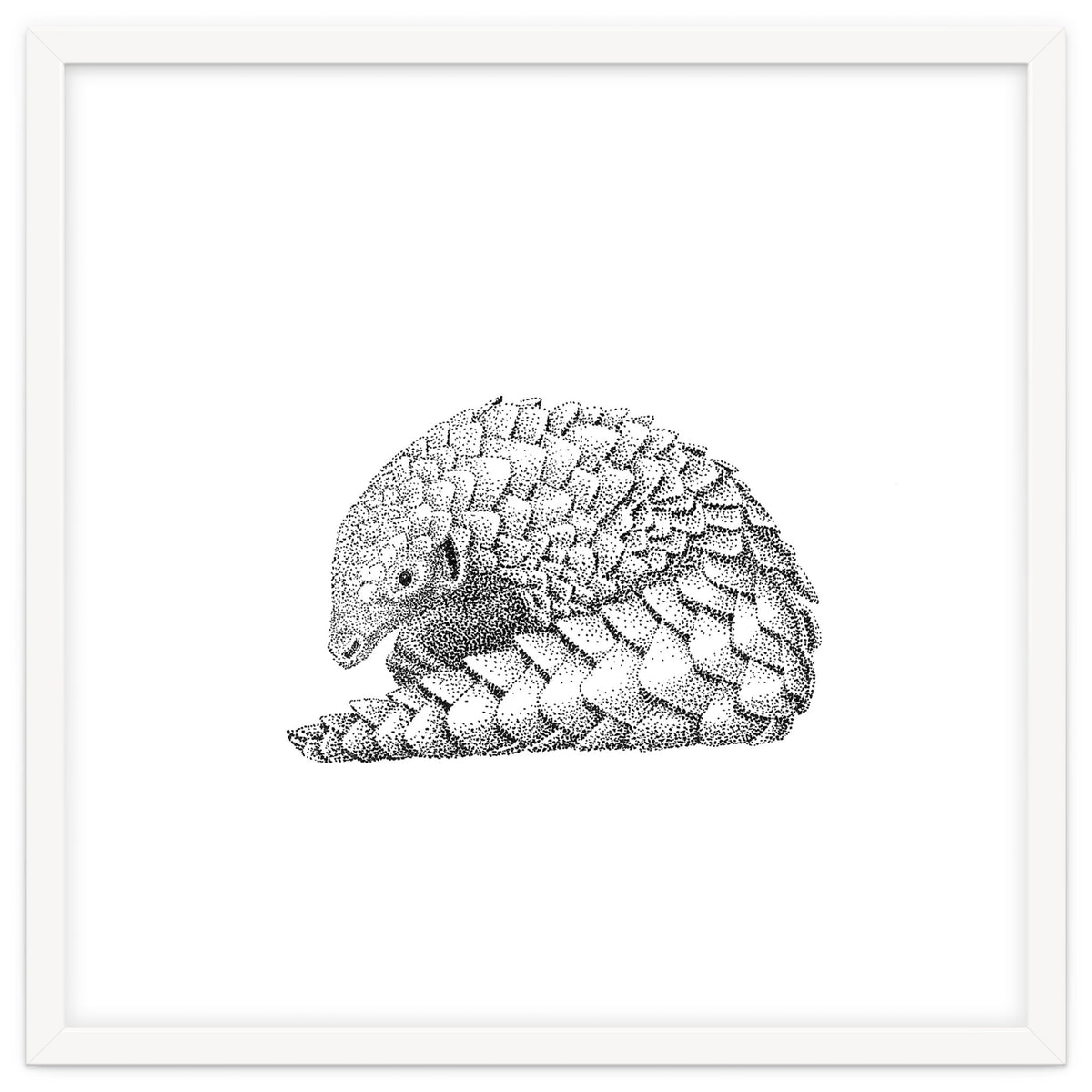 Pangolin