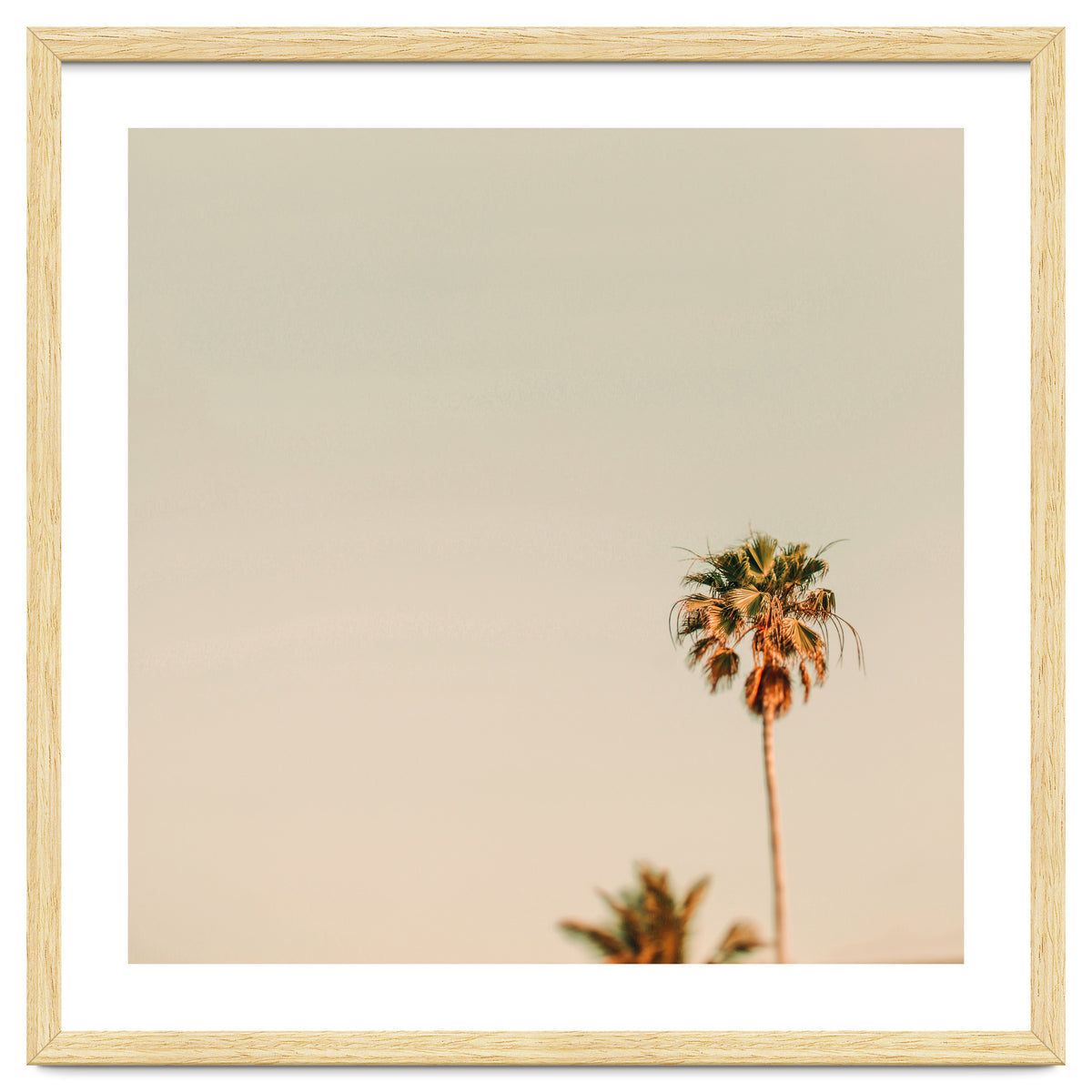 Minimal Palms