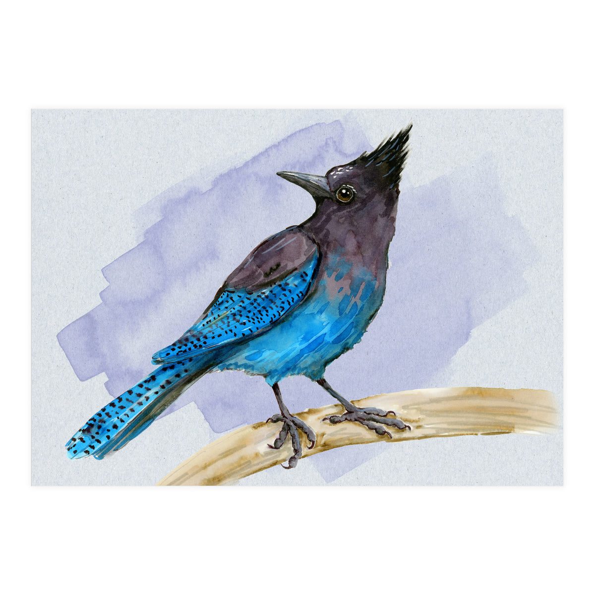 Steller's jay watercolor (Print Only)