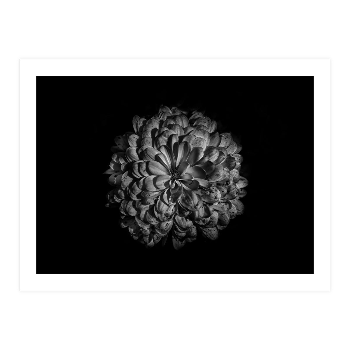 Backyard Flowers In Black And White 48 (Print Only)