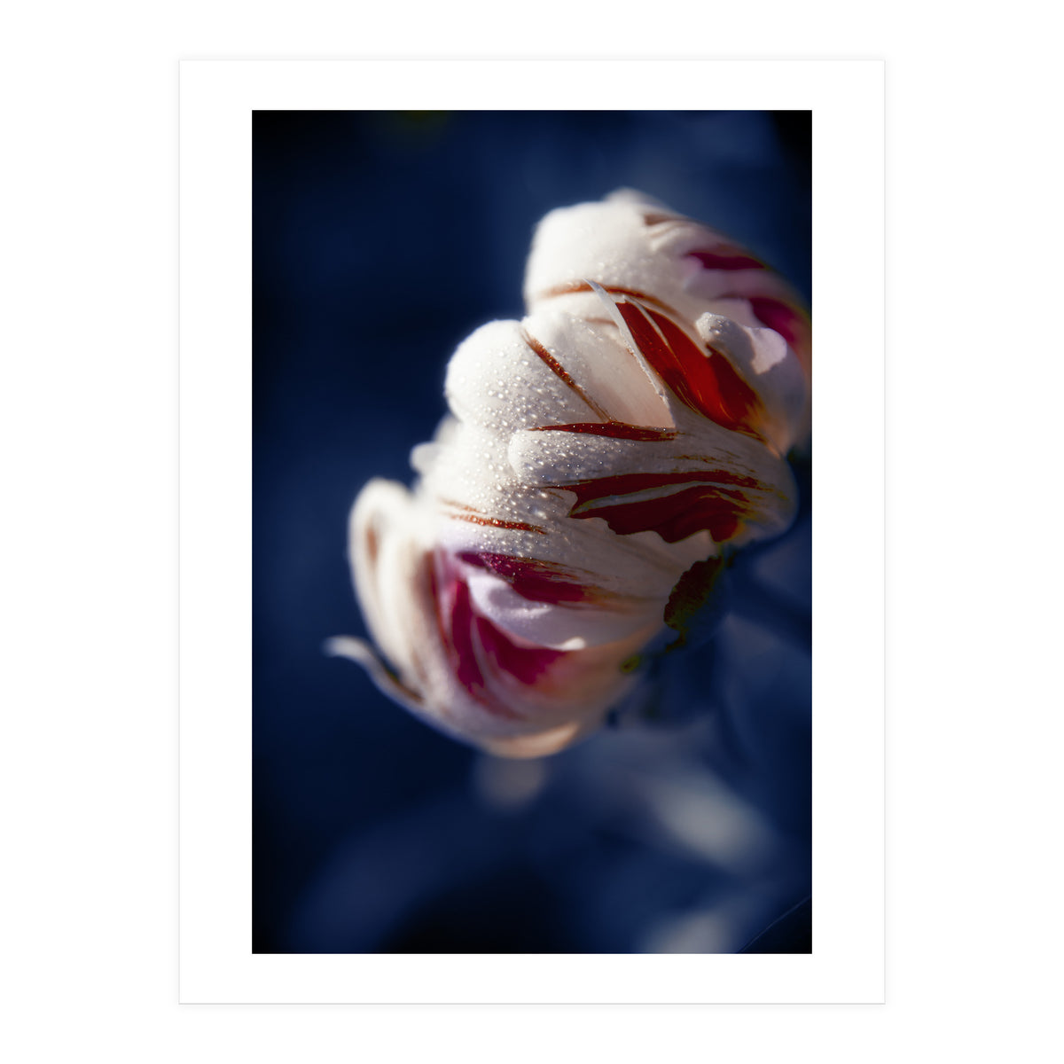 Drops White Flower (Print Only)