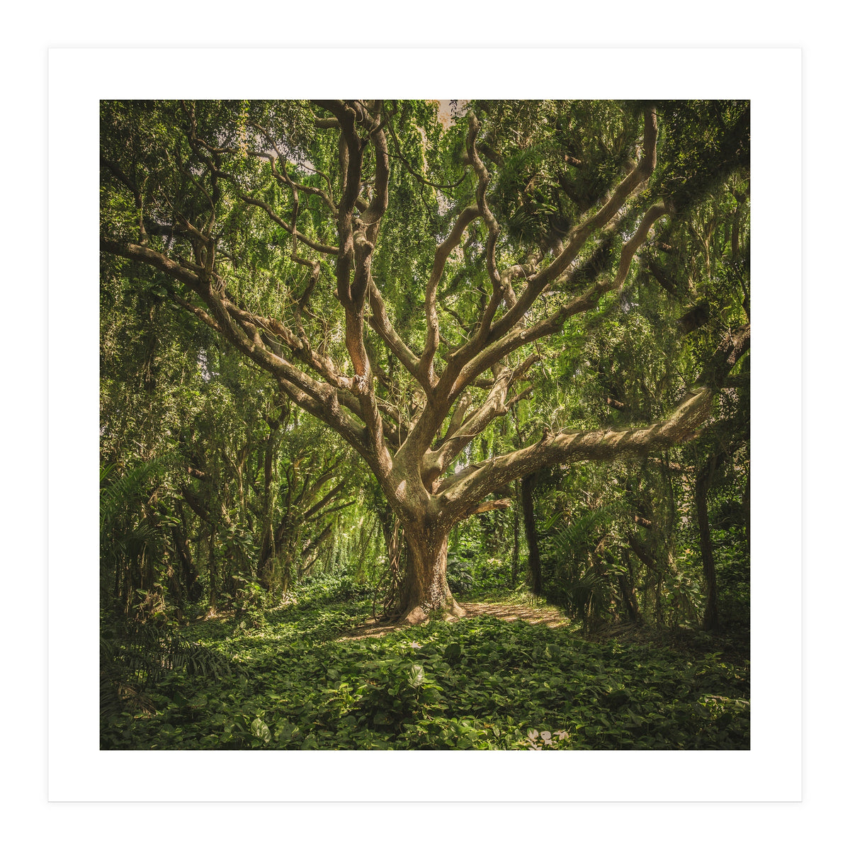 Spirits inside the wood (Print Only)