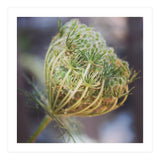 Seed head (Print Only) thumbnail