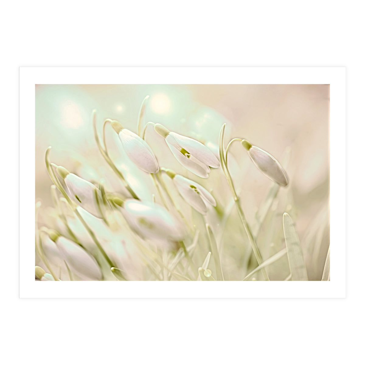 Enchanting Snowdrops (Print Only)