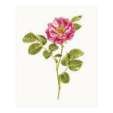 Cc Roses 06 (Print Only) thumbnail