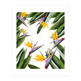 Bird Of Paradise (Print Only) thumbnail