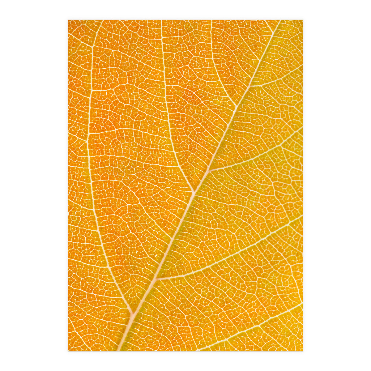 Autumn Leaf (Print Only)