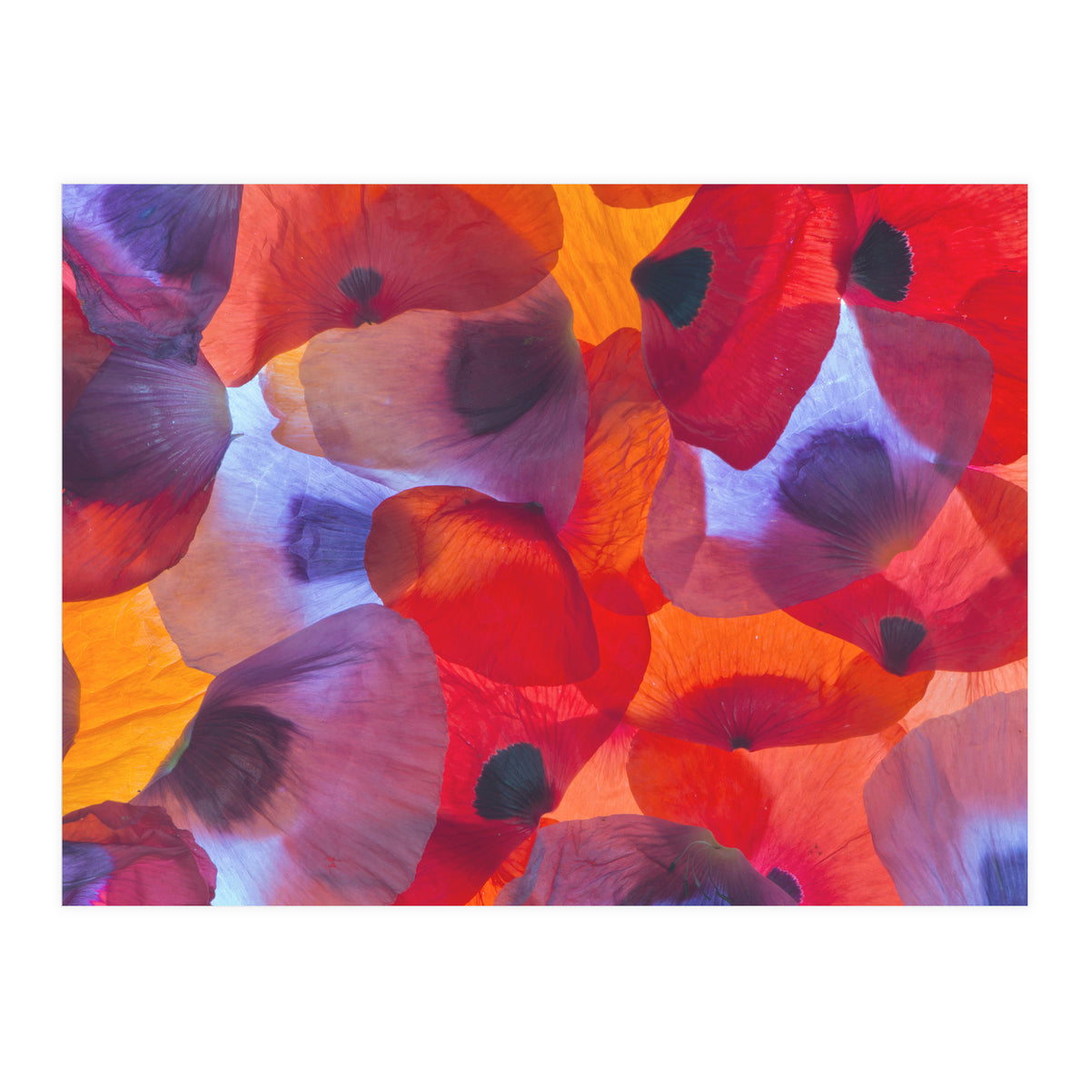 Poppy Petals (Print Only)