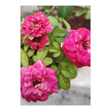 Blooming Roses (Print Only) thumbnail