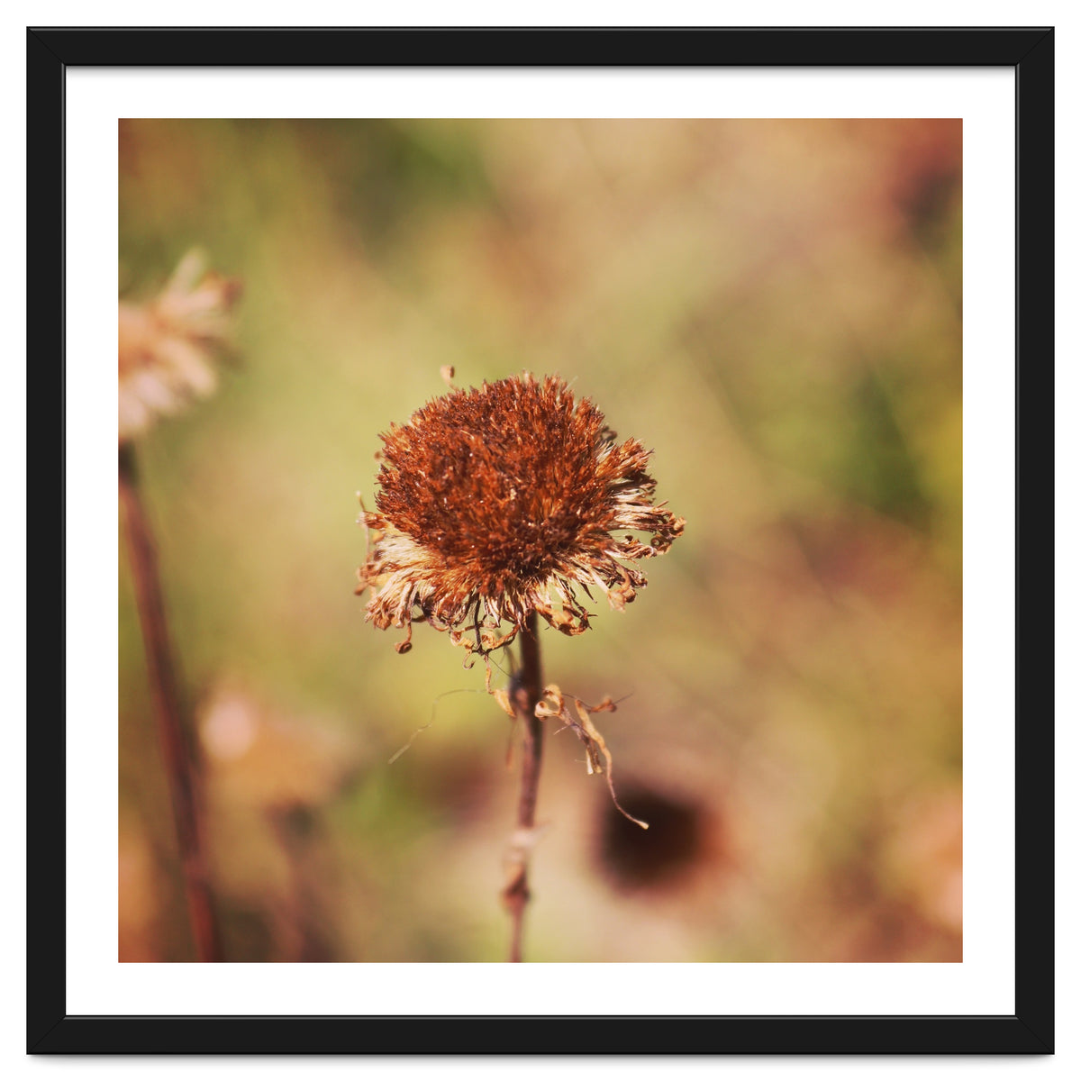 dried daisy