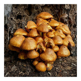Tree Fungi  (Print Only) thumbnail