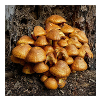 Tree Fungi  (Print Only)