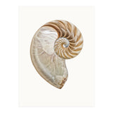 Cc Shell 02 (Print Only) thumbnail
