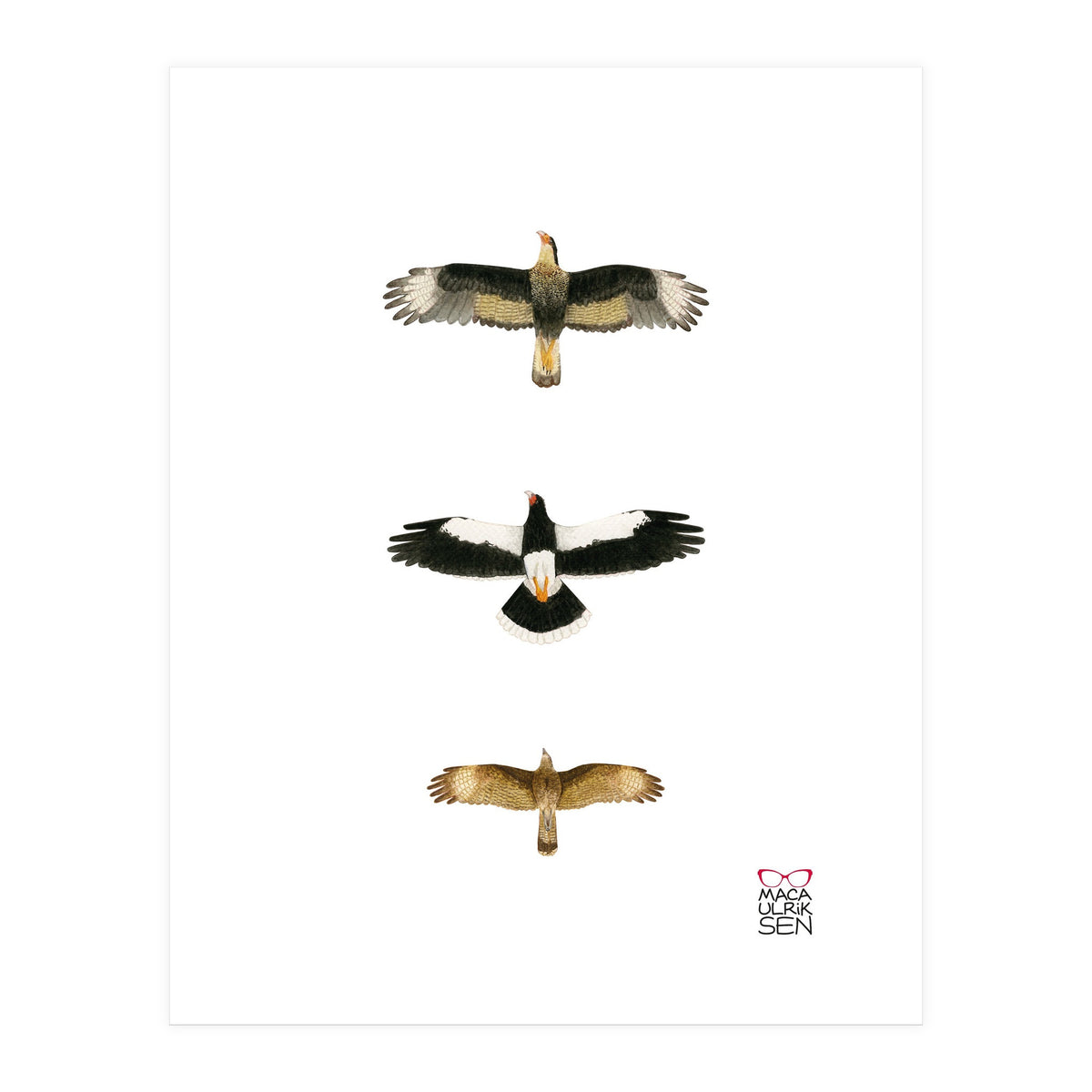 Falconidae n.2 (Print Only)