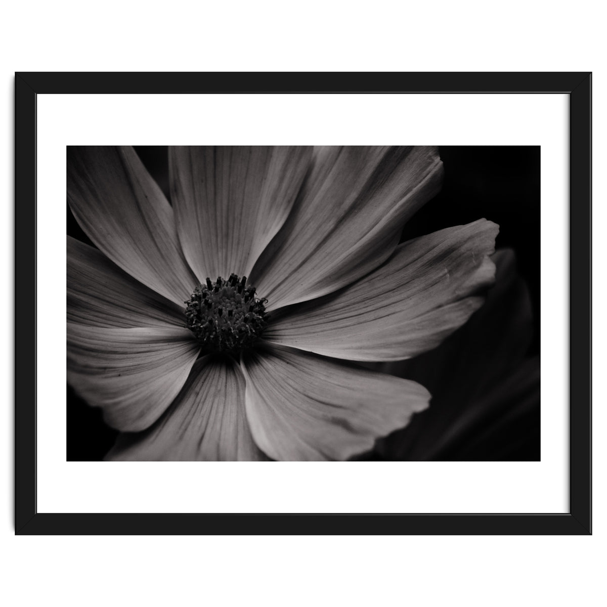 Black And White Flower