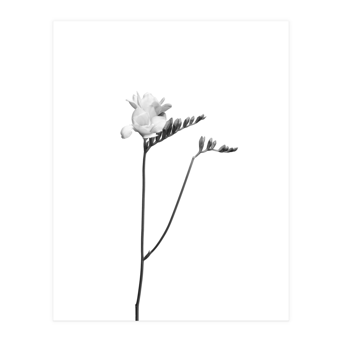 Freesia | bright design (Print Only)