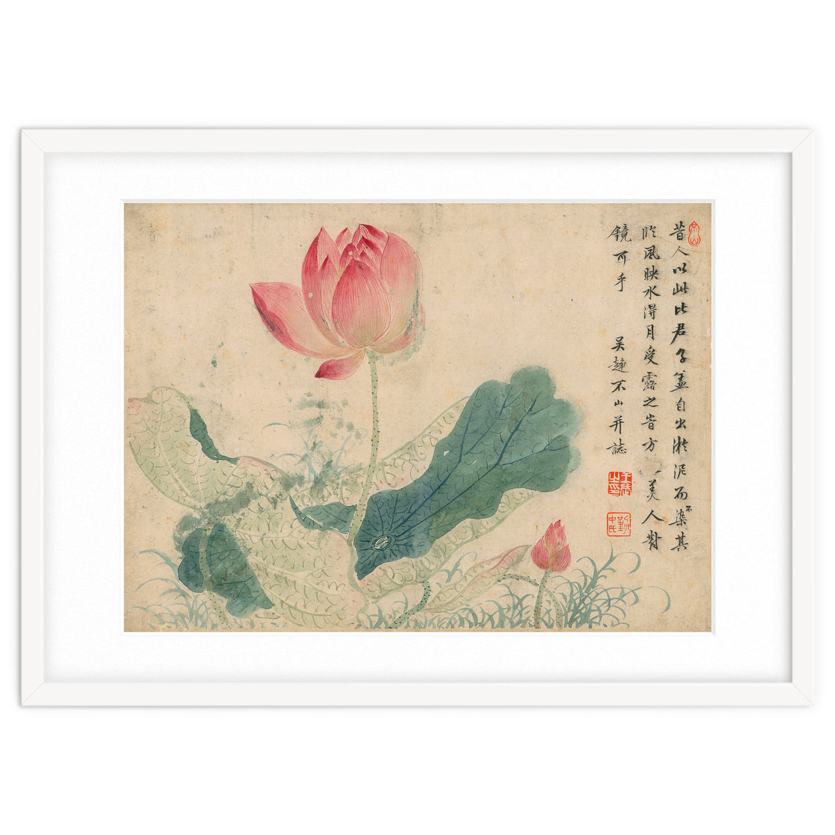 Qing Wangwu Flower album, lotus, lotus leaf, pond, copy of water grass